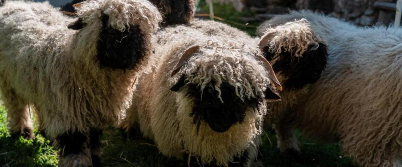 Hotel Restaurant Buerchnerhof Bürchen Zewnętrze zdjęcie